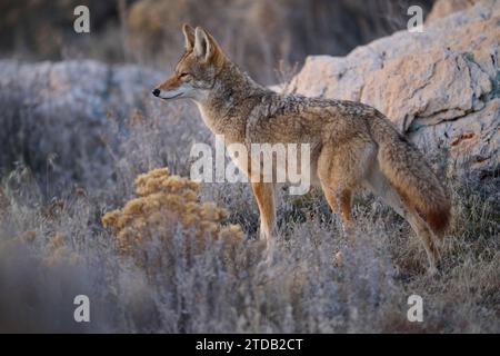 Coyote dans l'Utah Banque D'Images