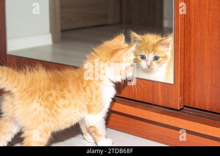 Un petit chaton rouge regarde dans le miroir dans le placard. Élever des animaux domestiques. Banque D'Images