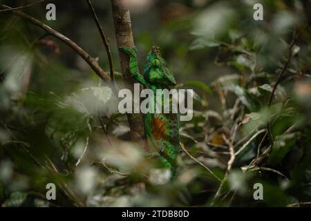 Le caméléon de Parson grimpe dans la forêt de Madagascar. Green Calumma parsonii cherche de la nourriture. Grand caméléon en habitat naturel. Banque D'Images