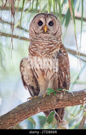 Barred Owl (Strix varia) perché sur la branche, Kissimmee, Floride, États-Unis Banque D'Images