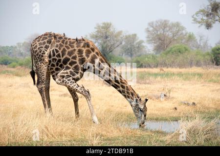 Girafe buvant à un point d'eau dans le delta de l'Okavango au Botswana, en Afrique. Banque D'Images