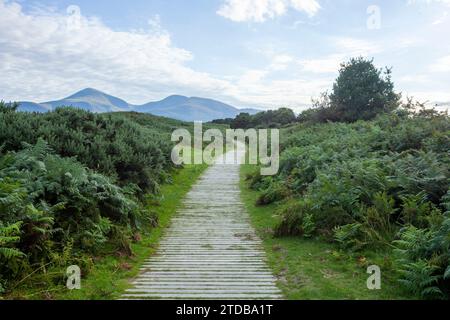 Les montagnes de Mourne de la réserve naturelle nationale de Murlough. County Down, Irlande du Nord, Royaume-Uni. Banque D'Images