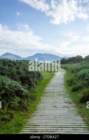Les montagnes de Mourne de la réserve naturelle nationale de Murlough. County Down, Irlande du Nord, Royaume-Uni. Banque D'Images