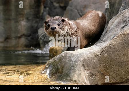 Tolède, 12/02/2008. Loutre du zoo de Guadalajara née en captivité en août dernier photo : J. Ropero. ARCHDC. Crédit : Album / Archivo ABC / Jesús Ropero Banque D'Images