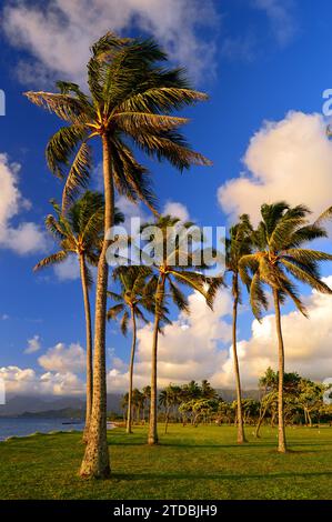 Les palmiers se balancent dans la brise sur le rivage à Hawaï Banque D'Images