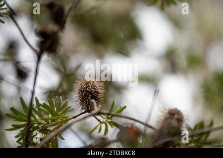 fleur de banksia jaune indigène au printemps dans un parc national en australie Banque D'Images