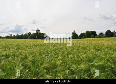 Champ de blé vert par temps couvert à Sece, Lettonie Banque D'Images