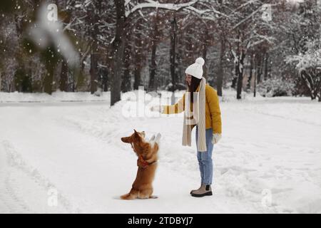 Femme jouant avec l'adorable chien Pembroke Welsh Corgi dans le parc enneigé Banque D'Images