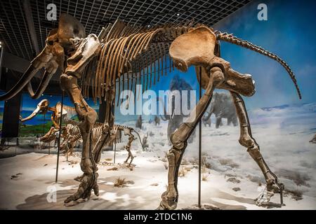 Vue du musée d'histoire naturelle de Hohhot avec des squelettes de dinosaures exposés à Hohhot, Mongolie intérieure, Chine Banque D'Images