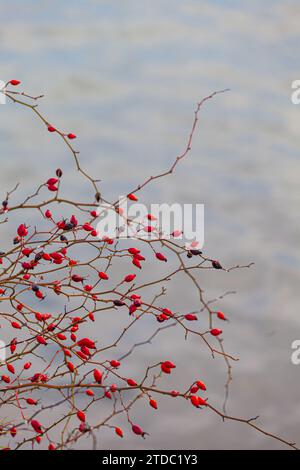 Hanches roses rouges sur fond d'eau à Steveston British Columbia Canada Banque D'Images