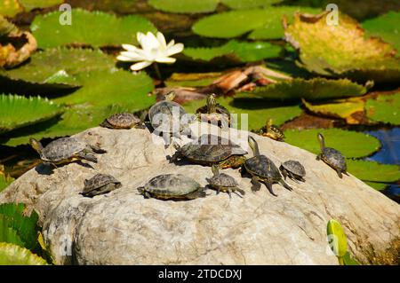 Tortues bronzer sur le rocher Banque D'Images