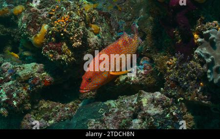 mérou de corail coloré nageant dans les récifs coralliens vibrants du parc marin de watamu, au kenya Banque D'Images