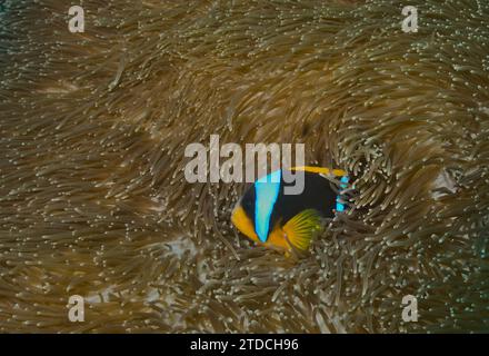 l'anémonefish d'un allard s'abrite dans l'anémone de mer pour se protéger dans les récifs coralliens sains du parc marin de watamu, au kenya Banque D'Images