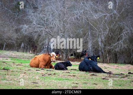 Vaches et veaux commerciaux couchés, mâchant leur cud en fin d'après-midi dans un pâturage de janvier en Alabama. Banque D'Images