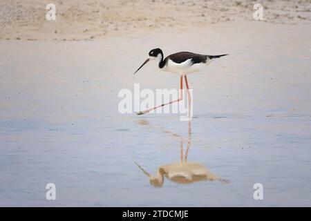 Pilotis hawaïens (Himantopus mexicanus knudseni) - sous-espèce hawaïenne menacée d'extinction de l'espèce d'oiseau à pilotis à cou noir Banque D'Images