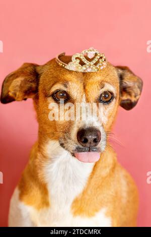 Chien femelle portant une couronne de princesse tout en tirant sa langue Banque D'Images