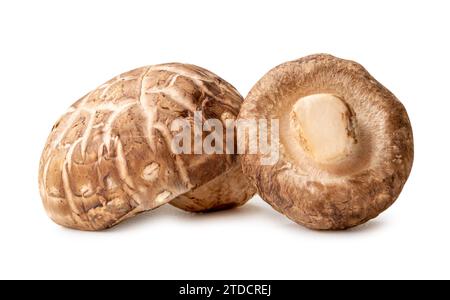 Les champignons shiitake frais et secs sont isolés sur fond blanc avec un chemin de détourage. Plante herbacée chinoise et japonaise Banque D'Images