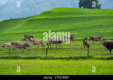 Pâturage de vaches dans les Alpes. Vaches en pâturage sur prairie alpine en Suisse. Herbe de pâturage de vache. Vache sur prairie alpine verte. Vache pâturant sur le champ vert avec f Banque D'Images