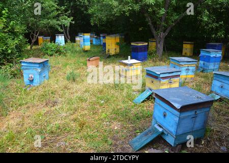 Ruches en bois colorées et abeilles dans un rucher près de la forêt de tilleul en Ukraine. Apiculture, apiculture concept de l'entreprise rurale. Banque D'Images