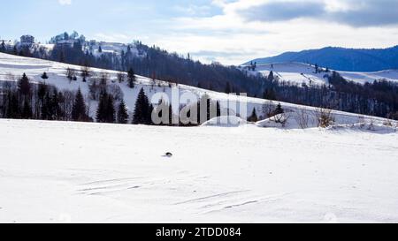 paysage montagneux de campagne des carpates d'hiver. paysage avec des collines enneigées et des prairies sous un ciel nuageux Banque D'Images