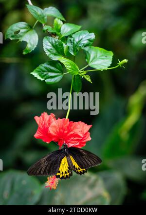 Papillon Birdwing commun sur une fleur d'hibiscus suspendue dans un jardin. Banque D'Images