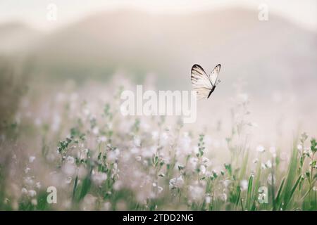 le papillon blanc vole librement au milieu d'une prairie fleurie Banque D'Images