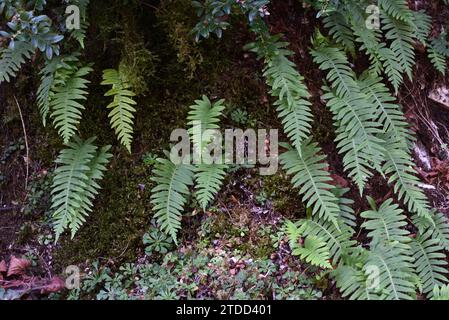Feuilles dentelées de fougère polypodique commune, Polypodium vulgare Banque D'Images