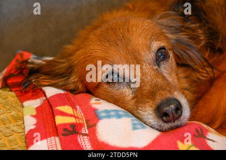 Portrait isolé en gros plan d'un seul petit chien reposant sur une couverture rouge - Israël Banque D'Images