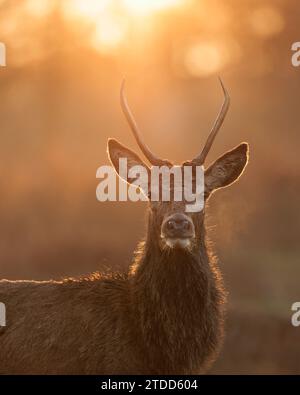 Richmond wildlfie UK des images ENCHANTERESSES des eaux magnifiques et de la riche faune de Richmond Park ont été capturées la semaine dernière jusqu'au 14e décembre Banque D'Images