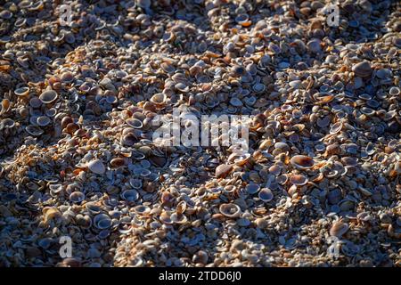 Image haute définition d'une collection de coquillages cassés sur la plage pendant le coucher du soleil - Israël Banque D'Images