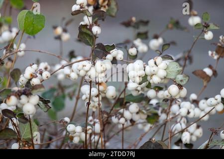 Hiver, Symphoricarpos, Berries, Symphoricarpos albus, Snowberry commun Banque D'Images