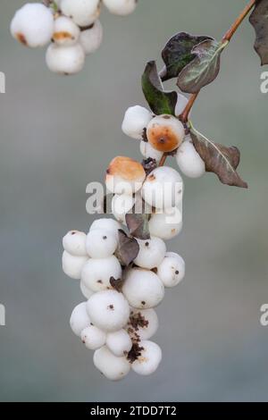 Snowberry commun, Symphoricarpos albus, Pomme glacée, Snowberry blanc, baies, hiver, blanc, fruits, arbuste, graines Banque D'Images