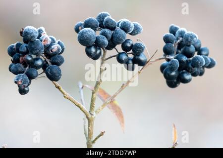 Ligustrum vulgare, baies, Ligustrum en hiver Banque D'Images