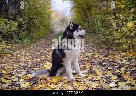 Alaska malamute dans la forêt d'automne Banque D'Images