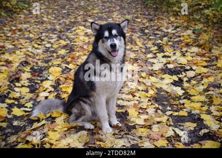 Alaska malamute dans la forêt d'automne Banque D'Images