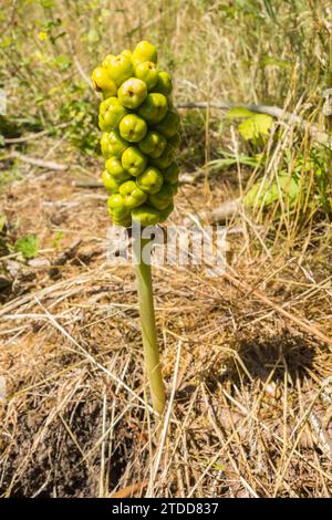 Lords and Ladies (Arum maculatum) également connu sous le nom de Cuckoo pinte, poussant sur une réserve naturelle dans la campagne britannique du Herefordshire. Juin 2020 Banque D'Images