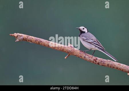 Bachstelze, Motacilla alba, White Wagtail Banque D'Images