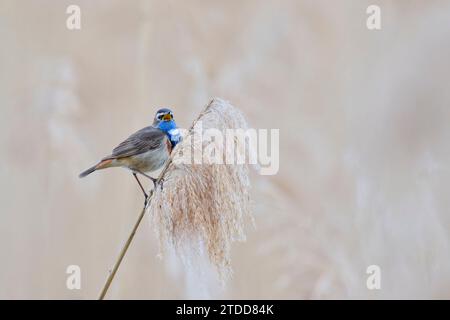 Blaukehlchen, Luscinia svecica, Bluethroat à pois blancs Banque D'Images