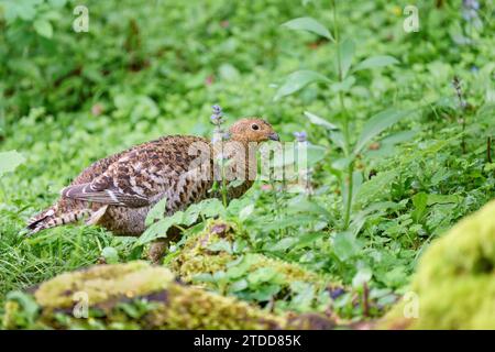 Birkhuhn, Lyrurus tetrix, Black Grouse Banque D'Images