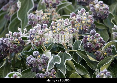 Lierre commune, baies, hiver, feuilles givrées, arbuste, givre, fruits, feuilles givrées, têtes de graines, Hedera Helix plantes de jardin arbuste givré Banque D'Images