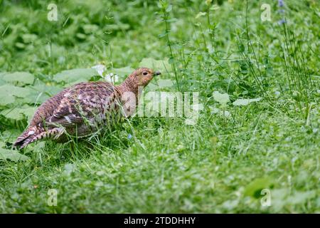 Birkhuhn, Lyrurus tetrix, Black Grouse Banque D'Images