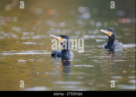 41059, Phalacrocorax carbo, Grand Cormoran Banque D'Images