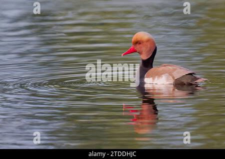 Kolbenente, Netta rufina, Red Crested Pochard Banque D'Images