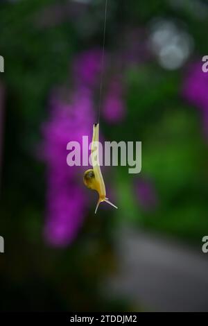 La petite limace à coque jaune pendue Banque D'Images