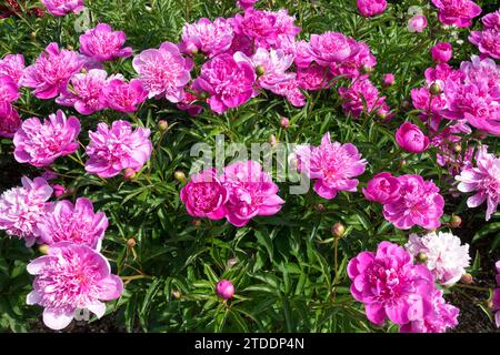 Rose, pivoine chinoise, Paeonia, fleurs, pivoine, herbacée, pivoines, fleurs, Paeonia lactiflora dans le jardin Banque D'Images