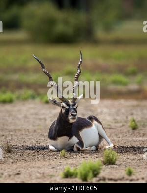 Gros blackbuck mâle sauvage à cornes ou antilope cervicapra ou antilope indienne assis dans velavadar blackbuck parc national gujrat inde asie Banque D'Images