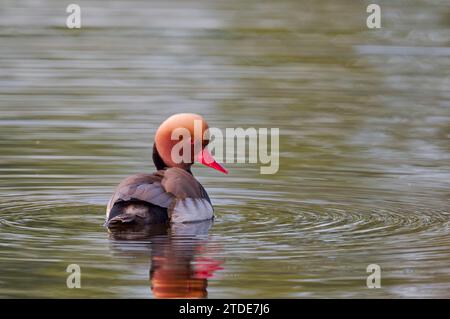 Kolbenente, Netta rufina, Red Crested Pochard Banque D'Images