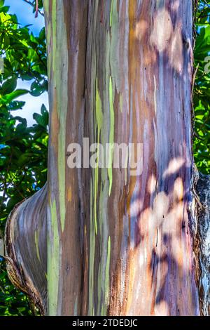 Arc-en-ciel coloré Eucalyptus Gum Tree Honolulu Hawaii Banque D'Images