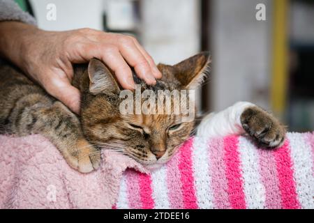La main du propriétaire caresse un triste chat tabby avec une patte bandée couchée sur ses pieds. Banque D'Images