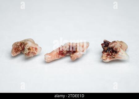 Racines pourries (pourries) des dents de chat enlevées par un dentiste vétérinaire Banque D'Images